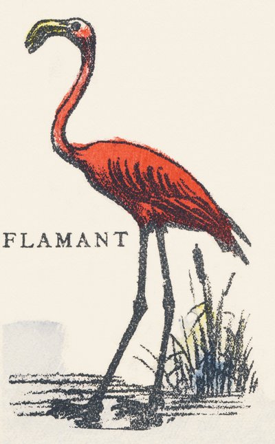 F: plameňák od Unknown artist