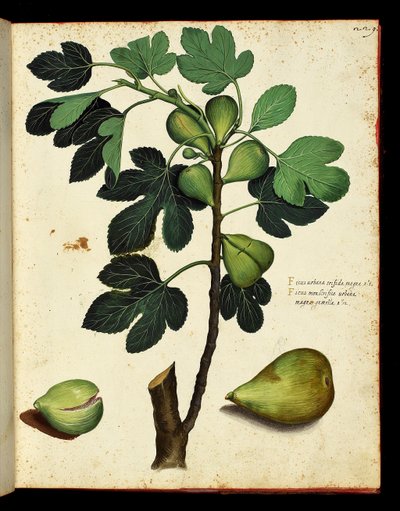 Fíková a fíková větev Botanická tabule převzatá z přírodopisného treku o ovoci a zelenině. Ulisse Aldrovandi fonds, Bibl. Universitaire, ed. 1603. od Unknown artist