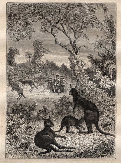 První plavba (1768-1771) kapitána Jamese Cooka (1728-1779): námořníci objevují klokany (Austrálie) - ilustrace převzata z „Velkých námořníků 18. století“ od Unknown artist