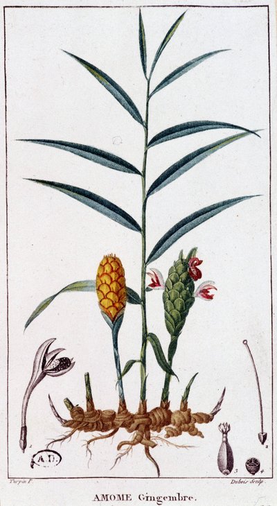 Zázvor (Amome) - botanická deska od Unknown artist