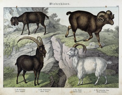 Koza - v „Přírodní historii savců“, ed. Schreiber od Unknown artist