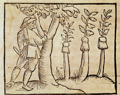 Roubování stromů, ilustrace z De Agricoltura Vulgare, Pier Crescenzio (1233-1320), vydání vydané v Benátkách od Unknown artist