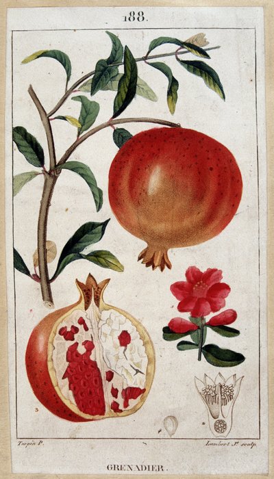 Grenadier - botanická tabule 19. století od Unknown artist