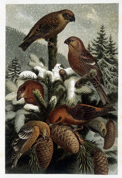Hýl z borových lesů a plavby (Bouvreuils) - v "La vie des animaux" "od A. E. Brehma, Turín od Unknown artist