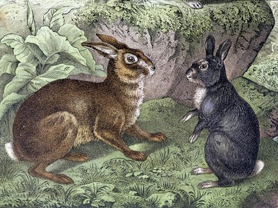 Zajíc a králík - v „Přírodní historii savců“, ed. Schreiber od Unknown artist