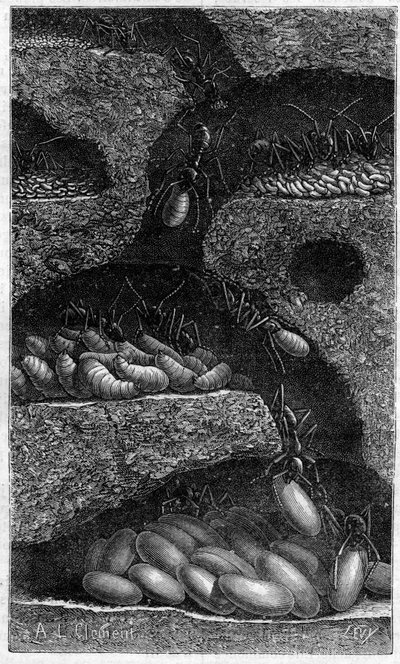 Umístění vajíček a larev v mravenci. Rytina v „“ le journal de la Jeunesse „“ z roku 1888. od Unknown artist