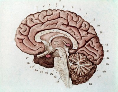 Řez lidského mozku s mozkovými hemisférami a cerebellum (rytina od Unknown artist