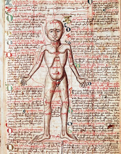 Lidské tělo Rytina z „Tractatus de pestilentia““ 15. století – Praha, Národní knihovna od Unknown artist