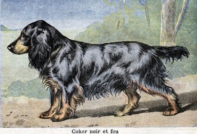 Lovecký pes: Černý kokr a oheň od Unknown artist