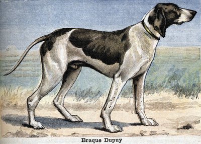 Lovecký pes: Braque Dupuy od Unknown artist