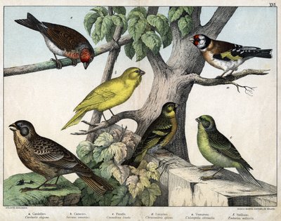 Ilustrace pro "Natural History of birds", ed. Hoepli, Milán od Unknown Artist