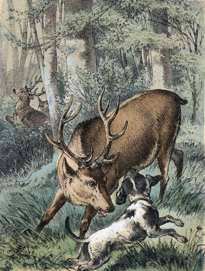 Ilustrace pohádek Franze Hoffmanna "" Pohádky a bajky - "" 2 jeleni"": jeden jelen utíká a druhý bojuje se psem. Chromolitografie 19. století. od Unknown artist