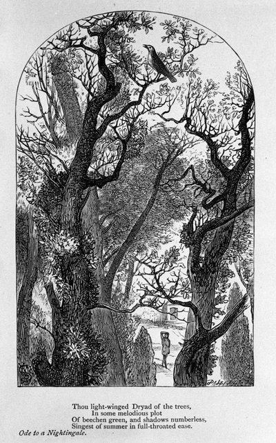 John Keats: Óda na slavíka od Unknown artist