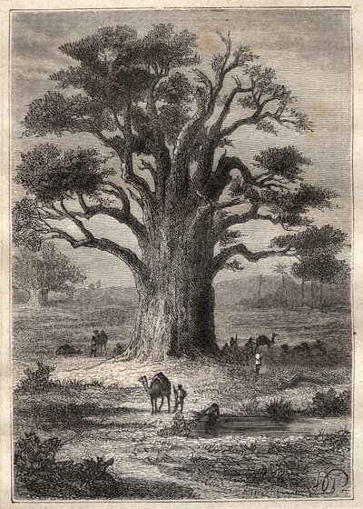 Cesta (1798) Frederica Conrada (Konrada) Hornemanna (1772-1801) do Fezzanu (Libye): baobab - ilustrace převzata z „“Velkých námořníků 18. století“““ od Unknown artist