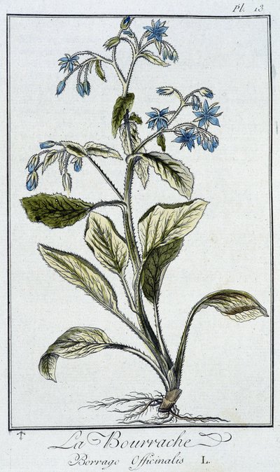 Brutnák lékařský (Borago Officinalis) - v „Cvičení z botaniky pro použití obchodníků“, napsal J. C. Philibert, Imprimerie de Crapelet, Paříž od Unknown artist
