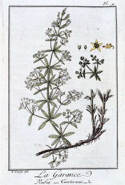 La Garance (Rubia Tinctorum) - v „Cvičení v botanice pro použití obchodníků“, napsal J. C. Philibert, Imprimerie de Crapelet, Paříž od Unknown artist