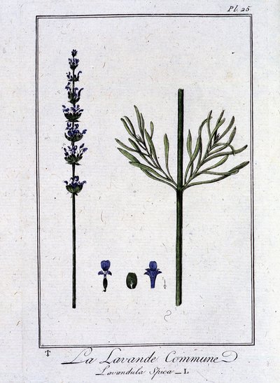 Levandule obecná (Lavandula Spica) - v „Cvičení z botaniky pro obchodníky“, kterou napsal J.C. Philibert, Imprimerie de Crapelet, Paříž od Unknown artist