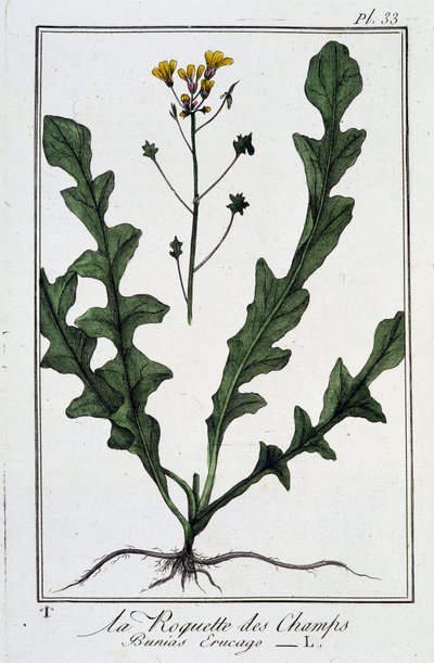 La Roquette des Champs (Bunias Erucago) - v „Cvičení z botaniky pro použití obchodníků“, napsal J.C. Philibert, Imprimerie de Crapelet, Paříž od Unknown artist