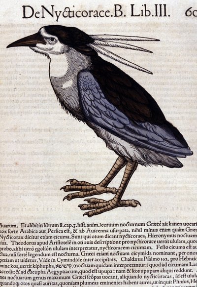 La bihoreau v Historia Animalium od Conrada Gesnera (1516 - 1565), Tiguri od Unknown artist