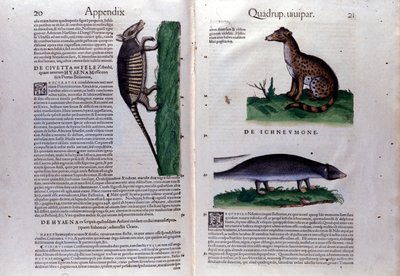 La civette, la hyena a la mangouste, v Dějinách zvířat od Conrada Gesnera (1516 - 1565), Tiguri od Unknown artist