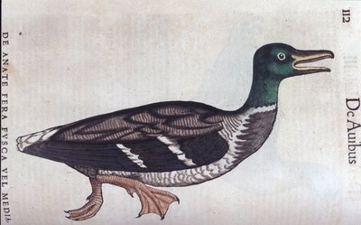 La ducard souchet v Historia Animalium de Conrad Gesner (1516 - 1565), Tiguri od Unknown artist