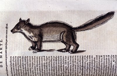 La martre (nebo marte) v Historia Animalium de Conrad Gesner (1516 - 1565), Tiguri od Unknown artist