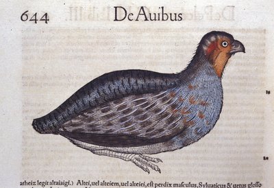 Koroptev v Historia Animalium od Conrada Gesnera (1516 - 1565), Tiguri od Unknown artist