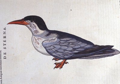 La tern ou vlaštovka des mers v Historia Animalium de Conrad Gesner (1516 - 1565), Tiguri od Unknown artist