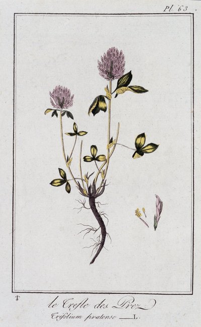 Le Clover des Meadows (Trifolium pratense) - v „Botanická cvičení pro obchodníky“, editoval J.C. Philibert, Imprimerie de Crapelet, Paříž od Unknown artist