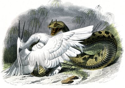 Le ceraste (Vipera cerastes) - Bernard Germain de Lacepeden (1856-1925) luonnonhistoriallinen lautanen, painos P.Furme, Pariisi od Unknown artist