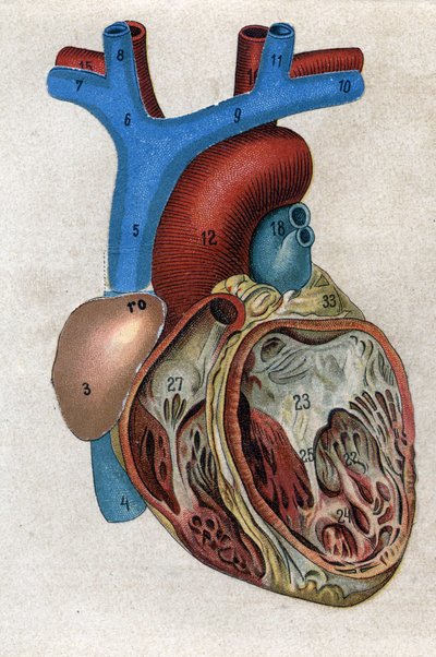 Le coeur.in „Nový přírodní lék“ od F.E. Bilze. 1898. od Unknown artist
