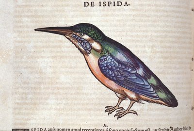 Le guêpier v Historia Animalium od Conrada Gesnera (1516 - 1565), Tiguri od Unknown artist