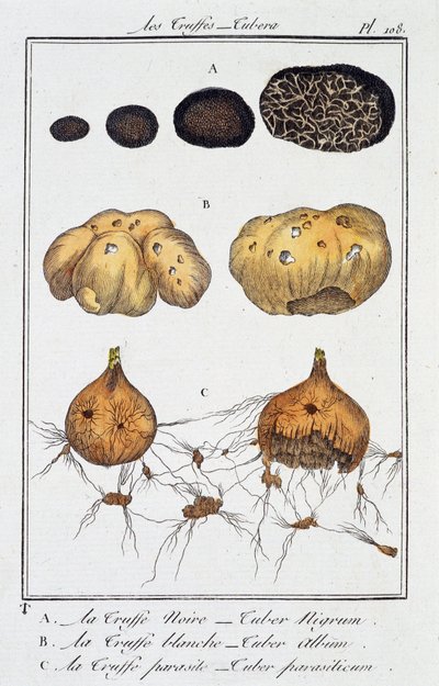 Lanýže (Tubera) - v „Botanických cvičeních pro obchodníky“ od J. C. Philiberta, Imprimerie de Crapelet, Paříž od Unknown artist