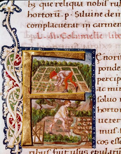 Lettrine F z kapitoly o zahradnictví: scény z pláží a zavlažování. Miniatura převzatá z „“De re rustica““ od agronoma Luciuse Iunia Moderatuse Columella (1. století) (Ms.E-39). 15. století. Řím, Biblioteca Vallicelliana od Unknown artist