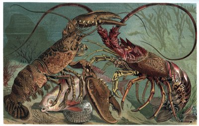 Humr a humr - Homarus a humr evropský - rytina z „“Brehmova života zvířat”” od Alfreda Edmunda Brehma (1829-1884) od Unknown artist