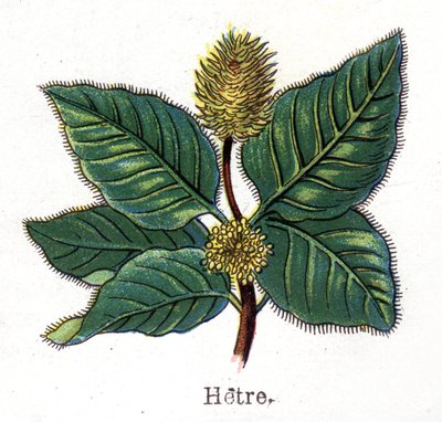 Léčivé a potravinářské botanické rostliny: buk. Rytina do „“La Mediation naturelle““, od Friedricha Eduarda Bilze (1842-1922) od Unknown artist