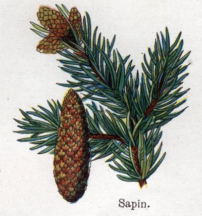 Léčivé a potravinářské botanické rostliny: jedle. Rytina do „“La Mediation naturelle““, od Friedricha Eduarda Bilze (1842-1922) od Unknown artist