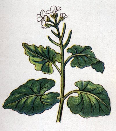 Léčivé a potravinářské botanické rostliny: bylina se pěvci. Rytina do „“La Mediation naturelle““, od Friedricha Eduarda Bilze (1842-1922) od Unknown artist