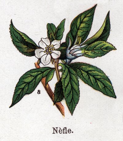 Léčivé a potravinářské botanické rostliny: nefle. Rytina do „“La Mediation naturelle““, od Friedricha Eduarda Bilze (1842-1922) od Unknown artist