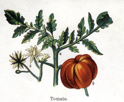 Léčivé a potravinářské botanické rostliny: rajče. Rytina do „“La Mediation naturelle““, od Friedricha Eduarda Bilze (1842-1922) od Unknown artist