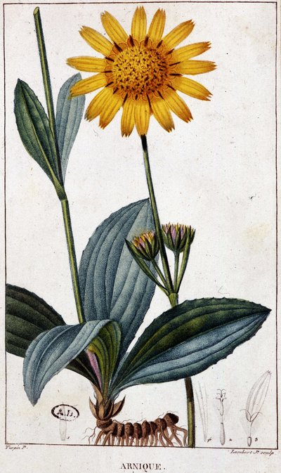 Léčivá rostlina: Arnika (neboli arnika) - botanická tabule, konec 19. století. od Unknown artist