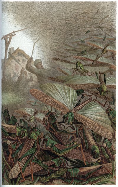 Saranče stěhovavé - Saranče stěhovavé (Locust migratoria) - rytina z „“ Brehm