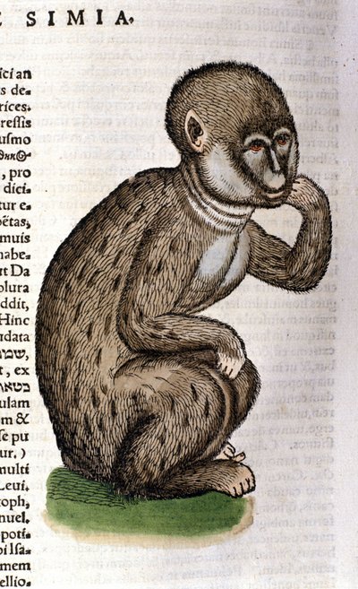 Opice po Historia Animalium od Conrada Gesnera, Tiguri 1560. Biblioteca Nazionale Braidense. Milán od Unknown artist