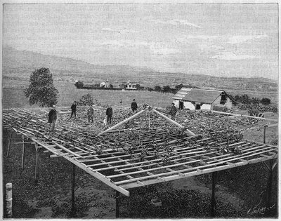 Montecito Vineyard v Kalifornii v roce 1888. v „Přírodě“ z roku 1888. od Unknown artist