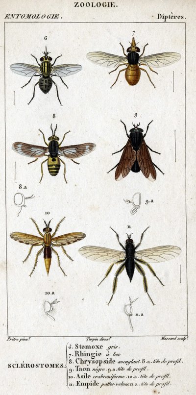 Přírodovědná deska. Entomologie. Rodina Dipteres. Sklerostomy: 6. Grey stomox; 7. Ringia zobákatá; 8. Oslepující chrysopside; 8a. profilová hlava; 9. Taon negre; 9a. hlava profilu; 10. Crabroniforme azyl; 10a. hlava profilu; 11. Vytvarujte chlupaté nohy; n od Unknown artist