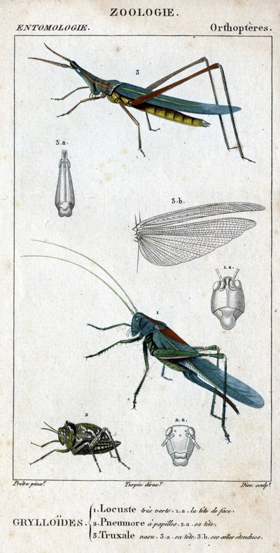 Přírodovědná deska. Entomologie. Rodina ortopterů. Grylloides: 1. Saranče velmi zelené. 1.a. přední hlava; 2. Pneumore má chuťové pohárky; 2.a. jeho hlava; 3. Nasu truxal; 3.a. hlava; 3.b. prodloužená křídla. od Unknown artist
