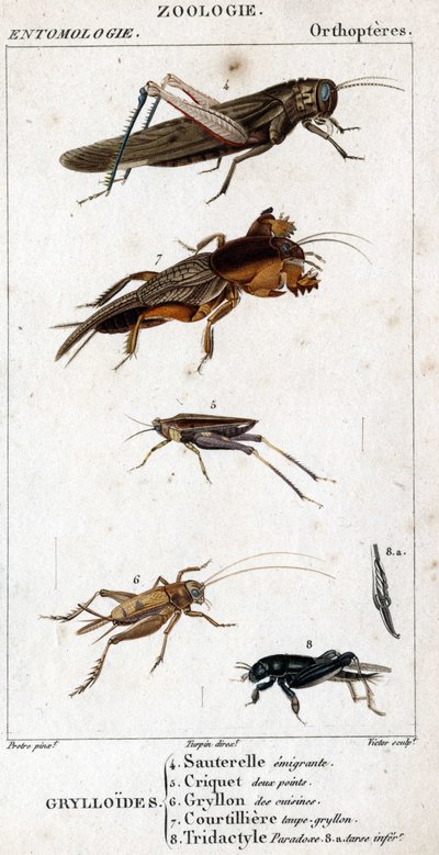 Přírodovědná deska. Entomologie. Rodina ortopterů. Grylloides: 4. Kobylka emigrující; 5. Kobylka dva body; 6. Gryllon z kuchyní; 7. Krtkový vývar Gryllon; 8. Tridaktylový paradox; 8a. podřadný tarsus. od Unknown artist