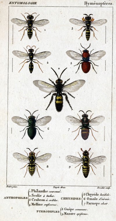 Přírodovědná deska. Entomologie. Rodina blanokřídlých. Antofilové: 1. Filantská koruna; 2. Scoile 4 skvrny; 3. Screening crabron; 4 Melline ruficorne. Chryside: 5. Lucidulous Chryside; 6. Brain Omalum; 7. Parnope maso. Pteradiples: 8. společný prostor; 9.  od Unknown artist