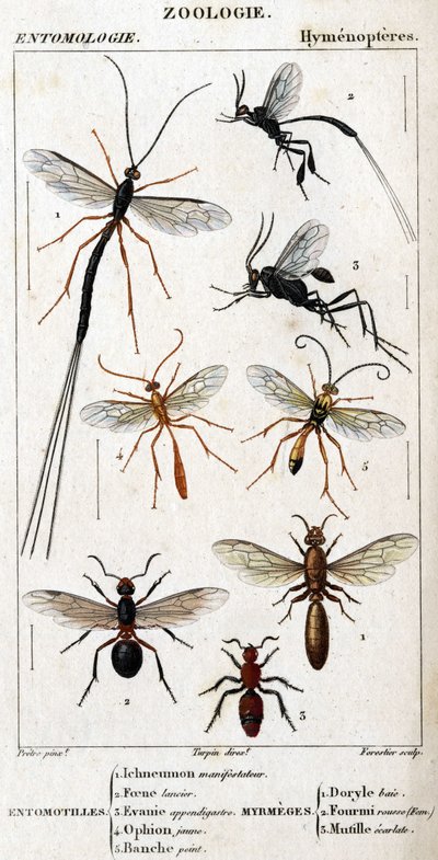Přírodovědná deska. Entomologie. Rodina blanokřídlých. Entomotilles: 1. Inchneumon demonstrant; 2. Foene lancier; 3. Evanie appendigastre; 4. Žlutý ophion; 5. Bíle natřeno. Myrmeges: 1. zátoka Doryle; 2. Poskytnutá zrzka (Fem.) 3. Ecarlate mutille. od Unknown artist