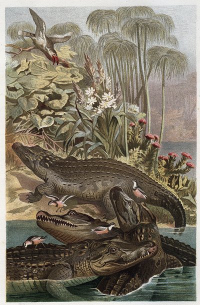 Krokodýl nilský - Krokodýl nilský (Crocodylus niloticus) - rytina z „“Brehm
